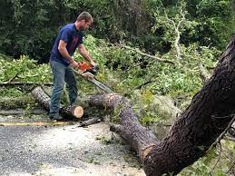 Watergate, FL Tree Care  Company